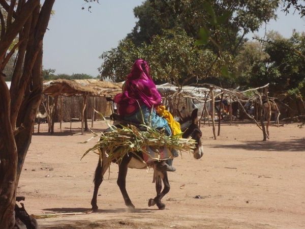 At least 50,000 refugees have arrived in Chad in 2013, joining 250,000 who have already been here for the past decade © Amnesty International.